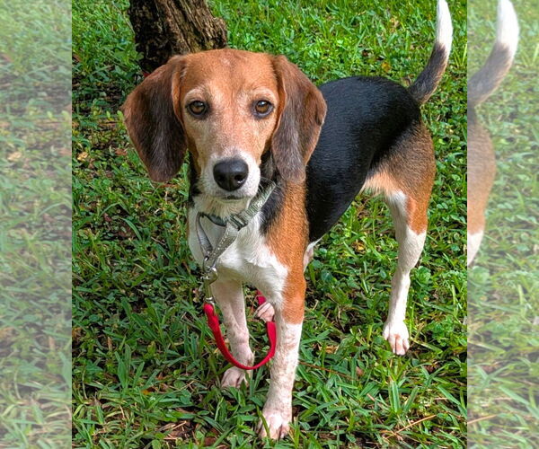 Medium Photo #1 Beagle Puppy For Sale in Dunnellon, FL, USA