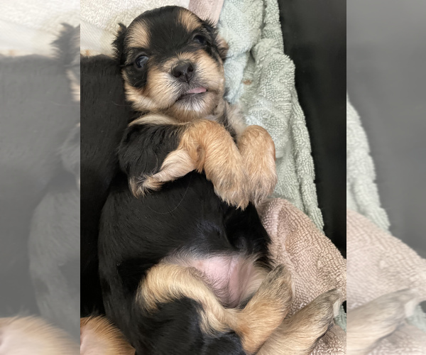 Medium Photo #5 Yorkshire Terrier Puppy For Sale in DANVILLE, CA, USA