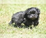 Small #1 Shih Aussie
