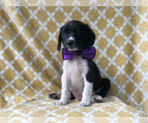 Beagle-Border Collie Mix Puppy for sale in LAKELAND, FL, USA