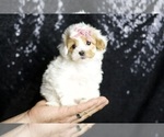 Small Photo #98 Maltipoo Puppy For Sale in WARSAW, IN, USA