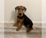 Small Photo #1 Airedale Terrier Puppy For Sale in JOSHUA, TX, USA