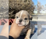 Small Photo #5 English Bulldog Puppy For Sale in DIABLO GRANDE, CA, USA