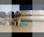Puppy Ben Goldendoodle (Miniature)