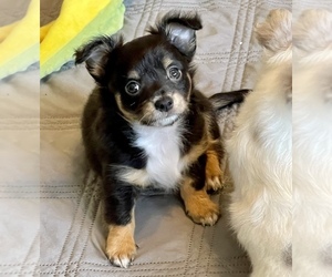 Chihuahua Puppy for sale in SEBASTIAN, FL, USA