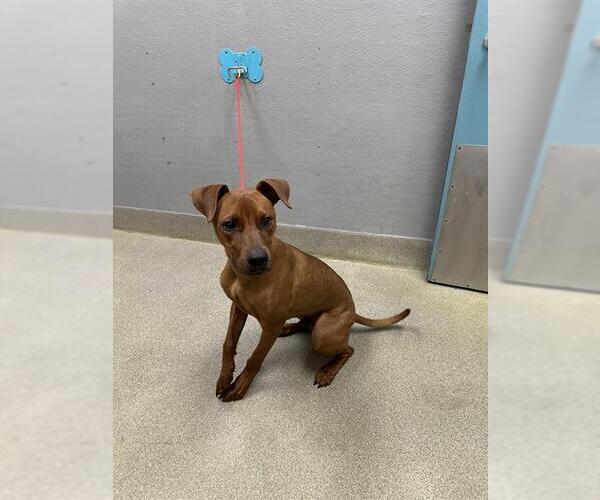 Medium Photo #1 Unknown-Vizsla Mix Puppy For Sale in Las Vegas, NV, USA