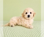 Small #1 Bichon Frise