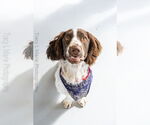 Small #3 English Springer Spaniel
