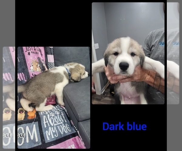Medium Photo #1 Pyrenees Husky Puppy For Sale in THOMASVILLE, NC, USA