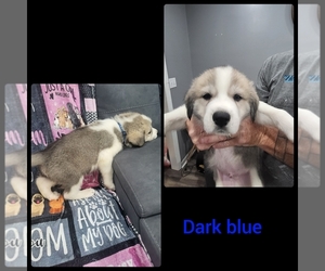 Medium Pyrenees Husky