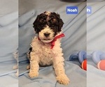 Small #2 Poodle (Miniature)