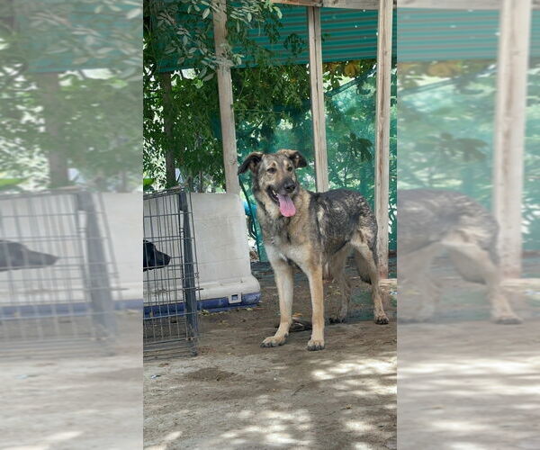 Medium Photo #2 German Shepherd Dog-Unknown Mix Puppy For Sale in Dana Point, CA, USA