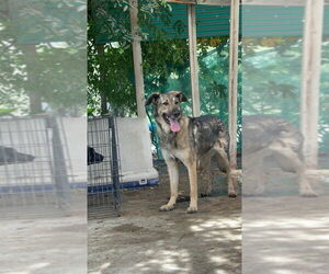 Frank - Male German Shepherd Dog-Unknown Mix Dog for Adoption - Photo #2
