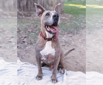 Small #1 American Pit Bull Terrier-Great Dane Mix