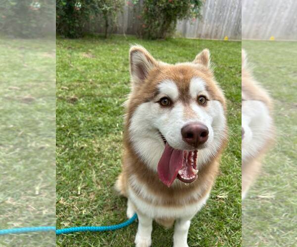 Medium Photo #2 Siberian Husky Puppy For Sale in Carrollton, TX, USA