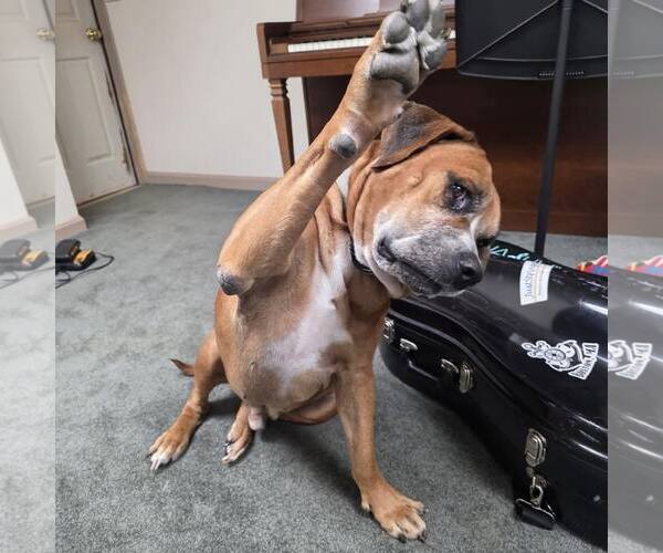 Medium Photo #8 Boxer-Unknown Mix Puppy For Sale in New Oxford , PA, USA