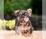 Puppy Baby yoda French Bulldog