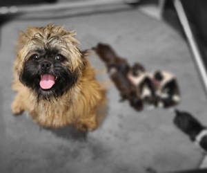 Mother of the Shih Tzu puppies born on 01/12/2023