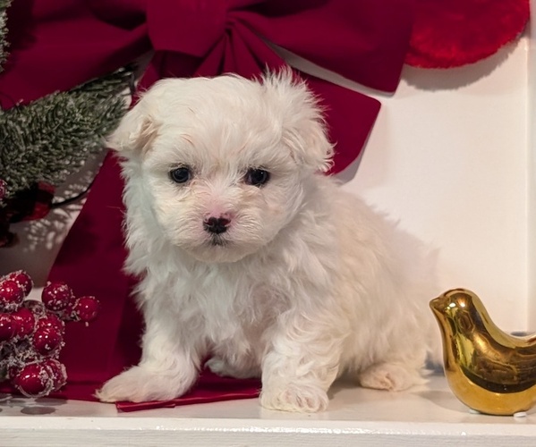 Medium Photo #9 Maltese Puppy For Sale in GOSHEN, IN, USA
