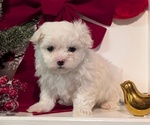 Small #8 Maltese