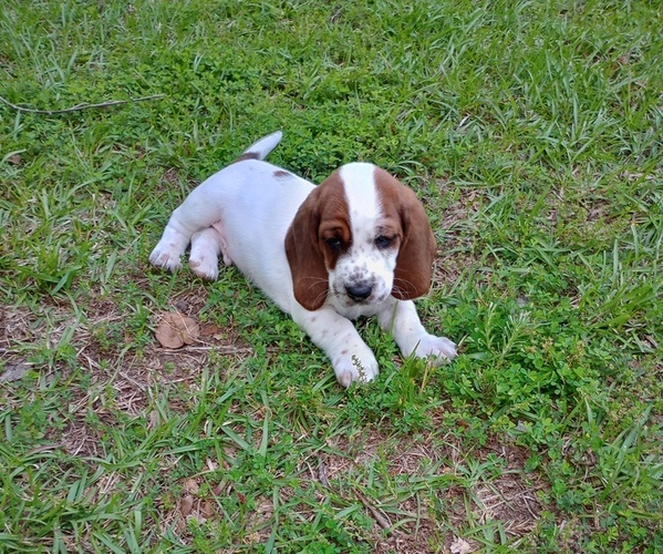 Medium Photo #1 Basset Hound Puppy For Sale in MOUNTAIN VIEW, AR, USA