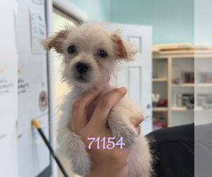 Mutt Dogs for adoption in Chico, CA, USA