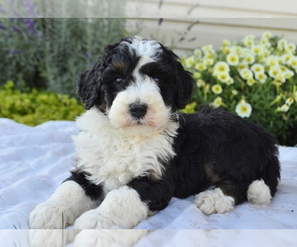 Medium Photo #24 Bernedoodle (Miniature) Puppy For Sale in PARADISE, PA, USA