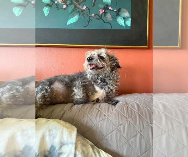 Medium Photo #3 Mutt Puppy For Sale in Rochester, NY, USA