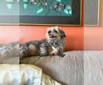 Small #2 Mutt