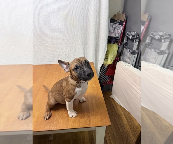 Medium Photo #4 Miniature Bull Terrier Puppy For Sale in ABINGTON, PA, USA
