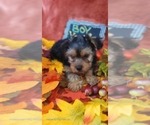 Small #14 Yorkshire Terrier