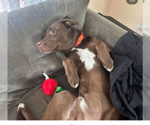 Affenpinscher-Labrador Retriever Mix Dogs for adoption in SHERBURNE, NY, USA