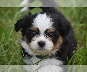 Auss-Tzu Puppy for sale in PALM COAST, FL, USA