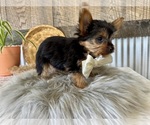 Small #1 Yorkshire Terrier
