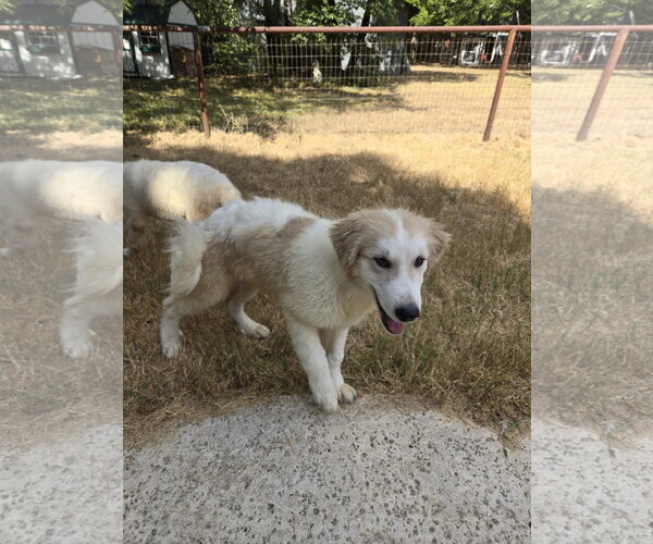 Medium Photo #3 Great Pyrenees Puppy For Sale in Spring, TX, USA
