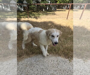 Heath - Male Great Pyrenees Dog for Adoption - Photo #3