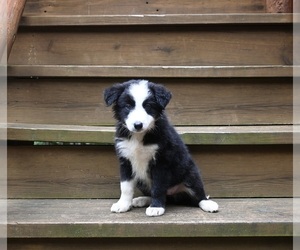 Border Collie Puppy for sale in WARSAW, OH, USA
