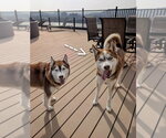 Small #3 Siberian Husky Mix