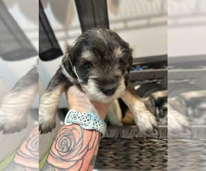 Schnauzer (Miniature) Puppy for sale in WHITE OAK, GA, USA