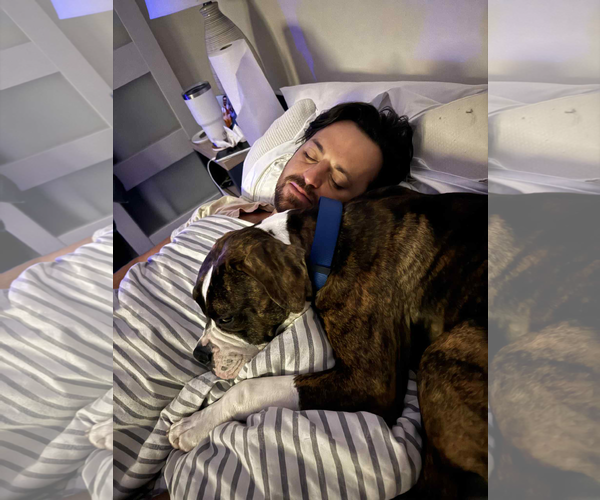 Medium Photo #5 Boxer-Unknown Mix Puppy For Sale in Dumont, NJ, USA