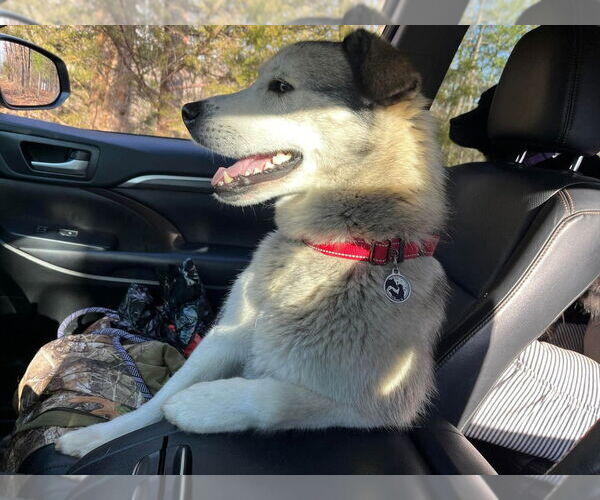 Medium Photo #2 Gerberian Shepsky Puppy For Sale in Foristell, MO, USA