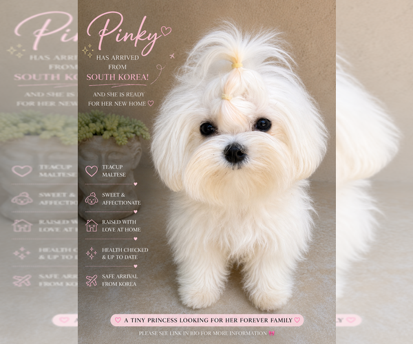 Medium Photo #2 Maltipoo (Toy) Puppy For Sale in MANHATTAN BEACH, CA, USA