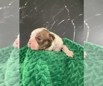 Small #8 Boston Terrier