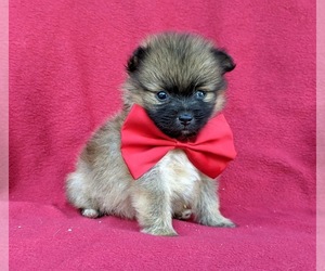 Pomeranian Puppy for sale in OXFORD, PA, USA