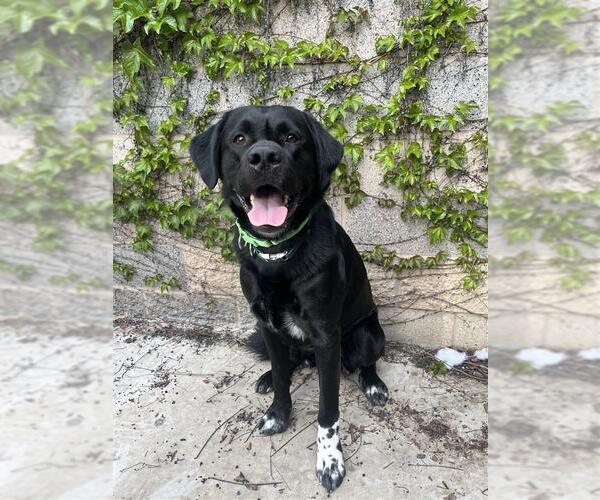 Medium Photo #1 Labrenees Puppy For Sale in Elk Grove, CA, USA