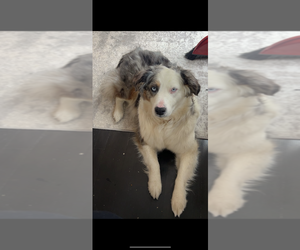 Mother of the Aussiedoodle puppies born on 11/16/2025