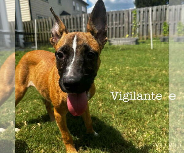 Medium Photo #2 Carolina Dog-Unknown Mix Puppy For Sale in Canton, CT, USA