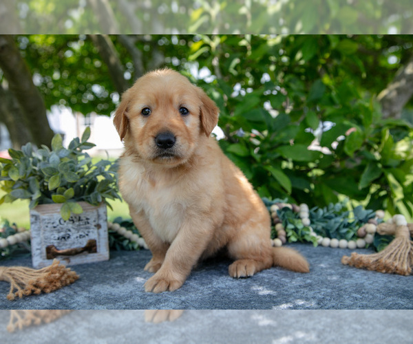 Medium Photo #3 Golden Retriever Puppy For Sale in WOLCOTTVILLE, IN, USA
