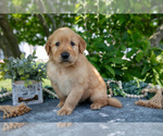 Small Photo #9 Golden Retriever Puppy For Sale in WOLCOTTVILLE, IN, USA