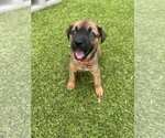 Small #2 Australian Shepherd Mix